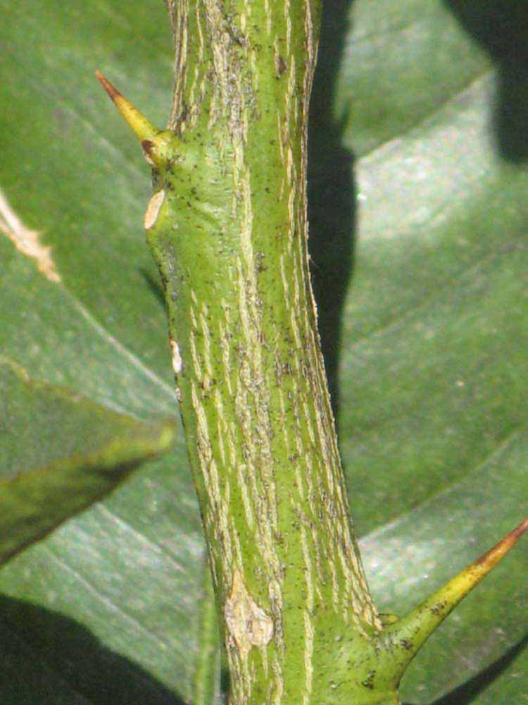              Second - third year twig (Riverside, CA)       